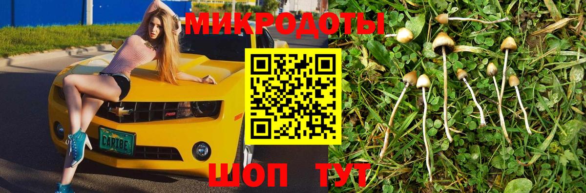 Галлюциногенные грибы Psilocybine cubensis Горячий Ключ